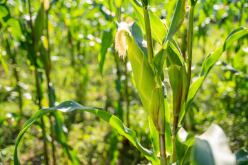 Corn growing on the corn stalk in the field.