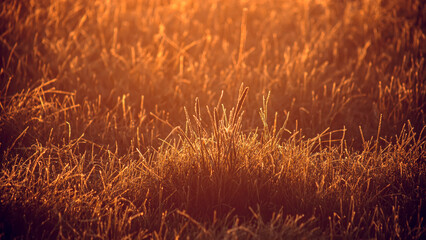 Dry grass at sunset during the golden hour. Selective focus.