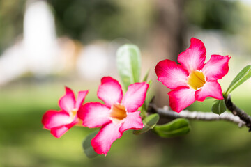 Fototapeta na wymiar Pink Adenium fiower that bloom on the tree , with a blurred green leaf in the background