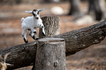 Playful baby goat on a tree stump in a farm pasture