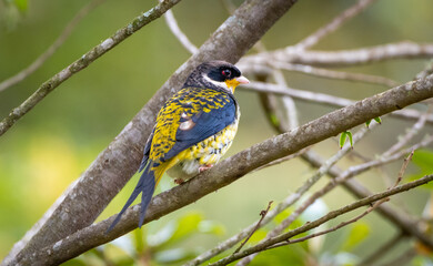 Swallow-tailed Cotinga (Phibalura flavirostris)
