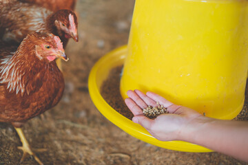 Chicken or hen was feeding by her owner, Concept of caring farming or agriculture. An eco-friendly or organic farm. Free cage hen, happy and healthy chicken in outdoor farm. slow lifestyles. © Irin
