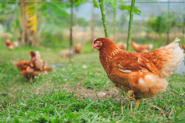 Close up of Chicken or hen with copy space, Concept of caring farming or agriculture. An eco-friendly or organic farm. Free cage hen, happy and healthy chicken in outdoor farm. Field farmyard.