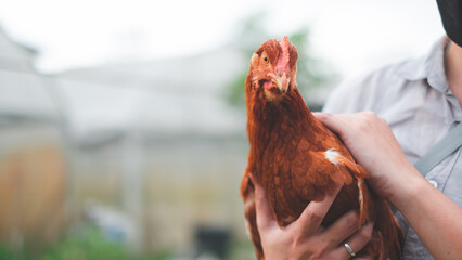 Chicken or hen was holded by her owner with copy space, Concept of caring farming or agriculture....