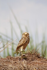 brown owl protecting its nest