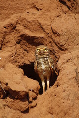 brown owl protecting its nest