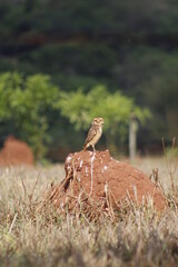 brown owl protecting its nest