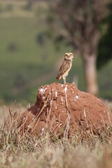 brown owl protecting its nest
