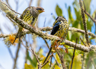 Swallow-tailed Cotinga (Phibalura flavirostris)