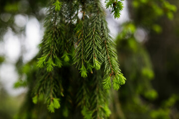 young branches of a spruce tree. blooming spruce. spruce in spring. close up. selective focus. copy space