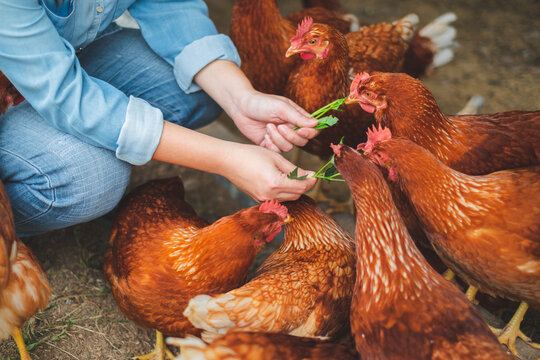 A group of hen was feeding by her owner, Concept of caring farming or agriculture. An eco-friendly or organic farm. Free cage hen, happy and healthy chicken in outdoor farm. slow lifestyles.