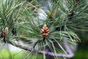young branches of a spruce tree. blooming spruce. spruce in spring. close up. selective focus. copy space
