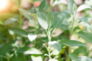 Sage officinalis (Salvia officinalis) - stages of growth	