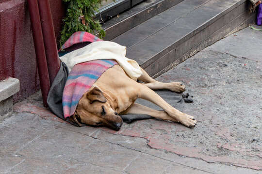 Homeless dog lying on the street covered with a blanket