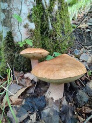 Coppia di grossi funghi porcini (boleti) ritrovato nei boschi della Liguria. Sassello, Parco del Beigua