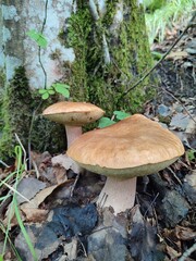 Coppia di grossi funghi porcini (boleti) ritrovato nei boschi della Liguria. Sassello, Parco del...