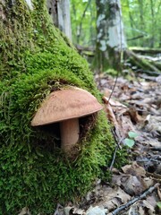 Fototapeta premium Stupendo fungo porcino dei boschi della Liguria nato sotto ad un tronco tra il muschio. Parco dell'Aveto, Rezzoaglio