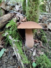 Stupendo fungo porcino dei boschi della Liguria nato sotto ad un tronco tra il muschio. Parco dell'Aveto, Rezzoaglio