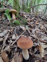 Coppia di grossi funghi porcini (boleti) ritrovato nei boschi della Liguria. Parco dell'Aveto, Rezzoaglio