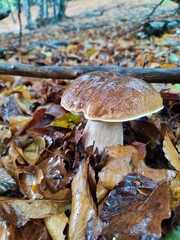 Stupendo fungo porcino dei boschi della Liguria