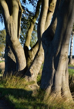 Trees in Autumn in the Heath Lueneburger Heise, Walsrode, Lower Saxony