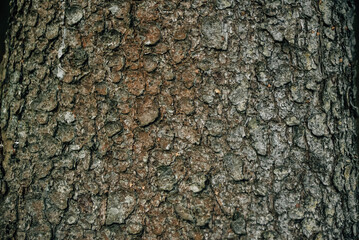 Bark of tree in forest. Closeup of the bark of an old tree