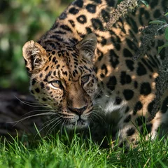 Fotobehang Amur Leopard  © Martin