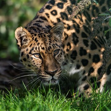 Amur Leopard 