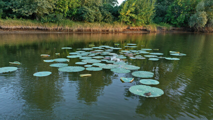 Top view of water lilies with white flowers in a pond in Japan