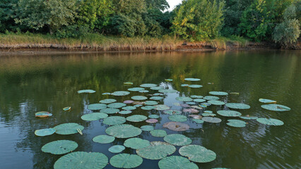 Top view of water lilies with white flowers in a pond in Japan