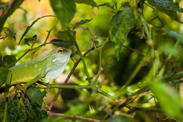 Lizard, dragon, Chameleon, Green lizard, Calotes mystaceus, Indo-Chinese perched on tree on blurred green background