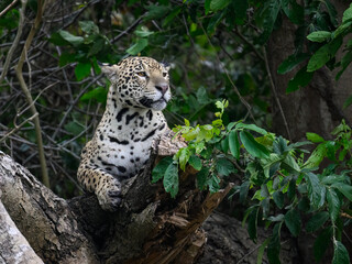 Wild Jaguar lying down on fallen tree trunk in Pantanal, Brazil