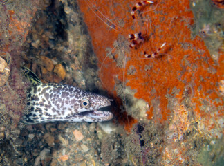 A Spotted Moray Eel (Gymnothorax moringa) in Florida, USA