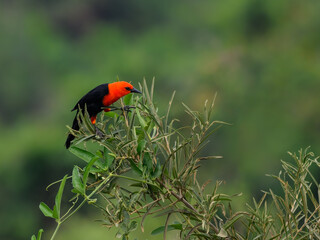 Scarlet-headed Blackbird perched on tree branch on green background
