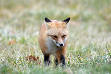 An American Red Fox explores an urban park in search of food
