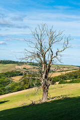 Fototapeta na wymiar Old Tree on Farms and Fields, Devon, England, Europe