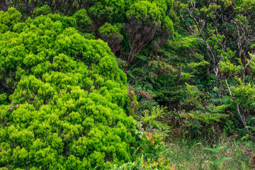 Wild plants on the island of Pico / Heathers, Erica azorica, and ferns on Pico Island, Azores, Portugal.