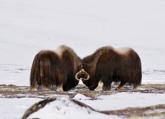 Muskox in Dovrefjell National Park - Norway
