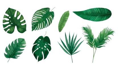 Afwasbaar Fotobehang Tropische bladeren Tropical exotic leaves vector. Realistic jungle leaves set isolated. Palm leaf on white background