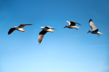 Seagull flying in clear sky at summer day. seagull flying among the clouds with sunlight.Minimal and Copy space.