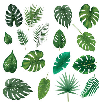 Tropical leaves vector isolated on white background