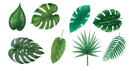 Tropical leaves vector isolated on white background. Hand drawn leaves illustration in watercolor vector set