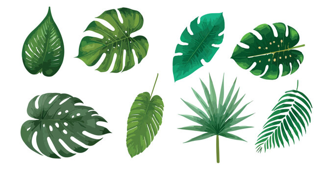 Tropical leaves vector isolated on white background. Hand drawn leaves illustration in watercolor vector set © OLGA