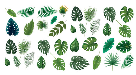 Fototapeta Tropical exotic leaves vector. Realistic jungle leaves set isolated. Palm leaf on white background obraz