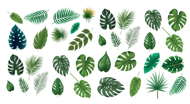 Tropical exotic leaves vector. Realistic jungle leaves set isolated. Palm leaf on white background