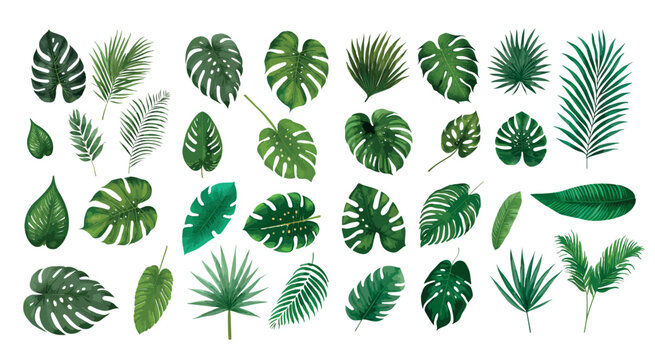 Tropical leaves vector isolated on white background © OLGA