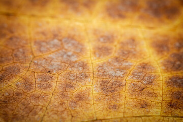 Extreme close-up of a dried leaf.