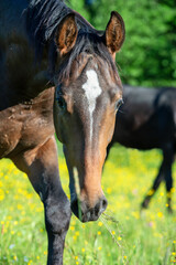 portrait of  beautiful sportive mare grazing at freedom in pasture.