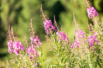 alpine flowers blooming in the early summer in the carinthian alps.