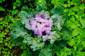 purple and white cabbage